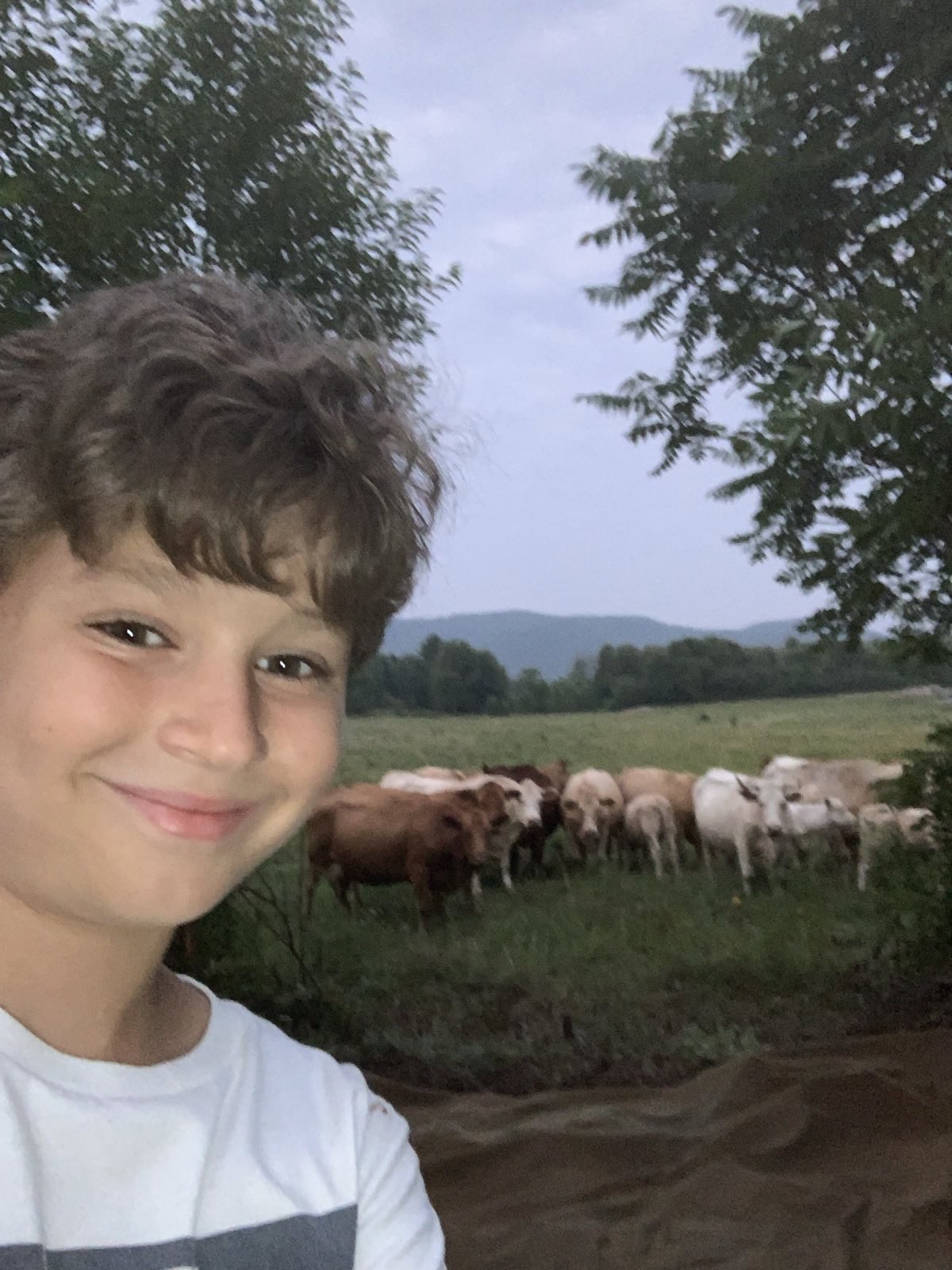 Jax_and_the_cows
